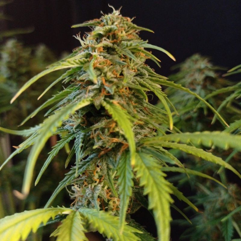 Nasiona marihuany automatyczne Gorilla Glue Auto - odmiana konopi
