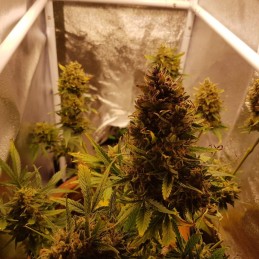 Nasiona marihuany automatyczne Glue Gelato Auto - odmiana konopi
