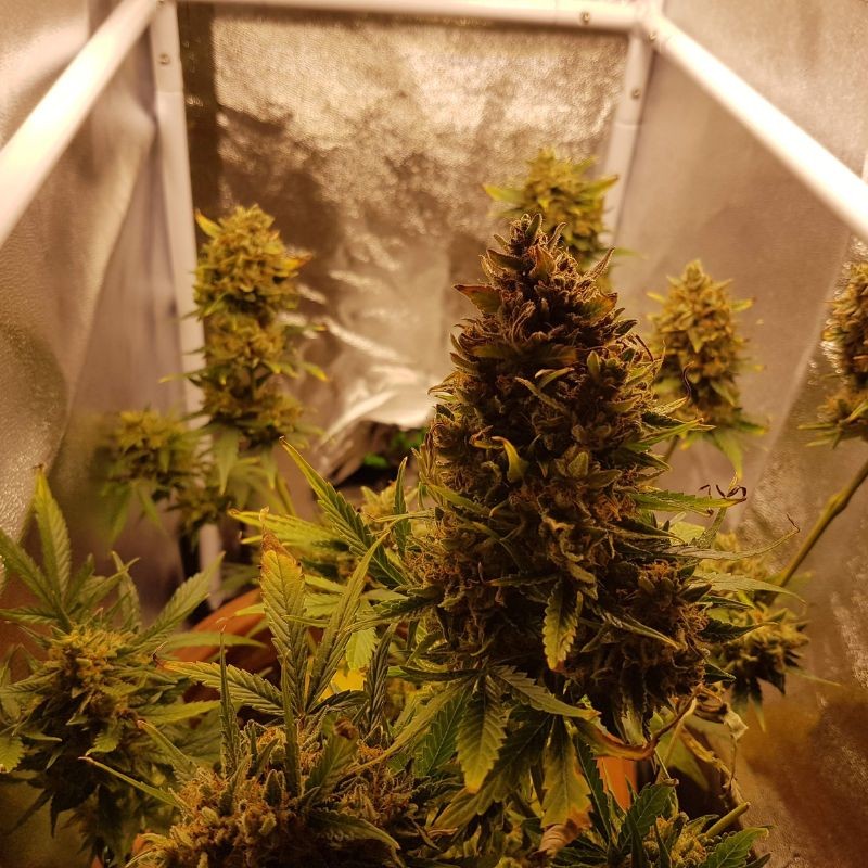 Nasiona marihuany automatyczne Glue Gelato Auto - odmiana konopi