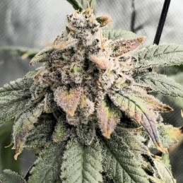 Nasiona marihuany Glookies - odmiana konopi