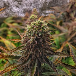 Nasiona marihuany THC-Victory - opis odmiany konopi