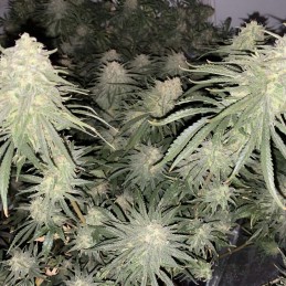 Nasiona marihuany Strawberry Cookies - opis odmiany konopi