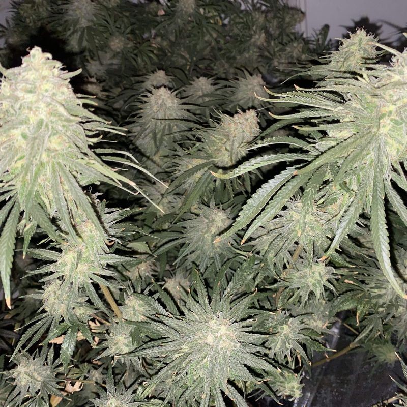 Nasiona marihuany Strawberry Cookies - opis odmiany konopi