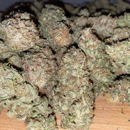 Nasiona marihuany Skywalker Haze - opis odmiany konopi