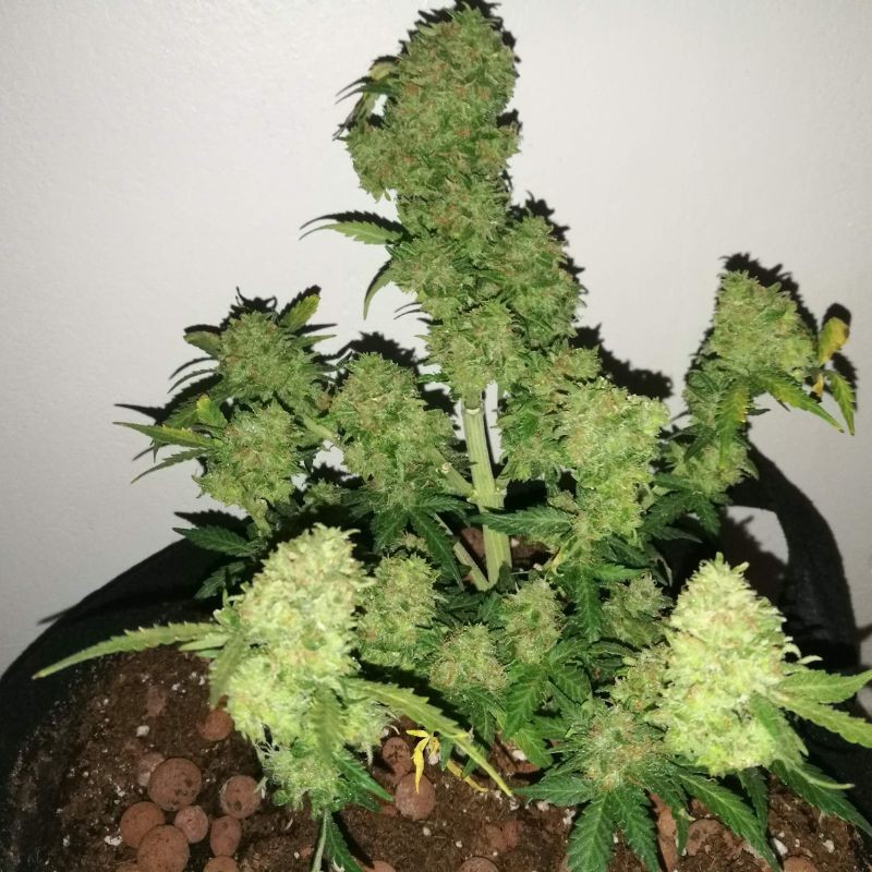 Nasiona marihuany Night Queen - opis odmiany konopi