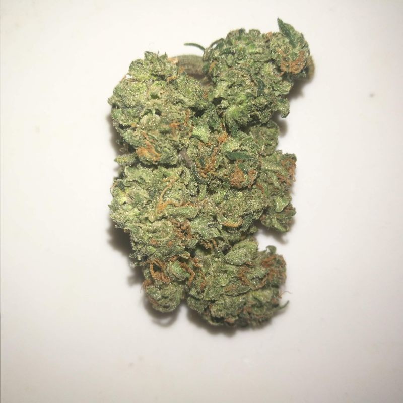 Nasiona marihuany CBG-Force - odmiana konopi