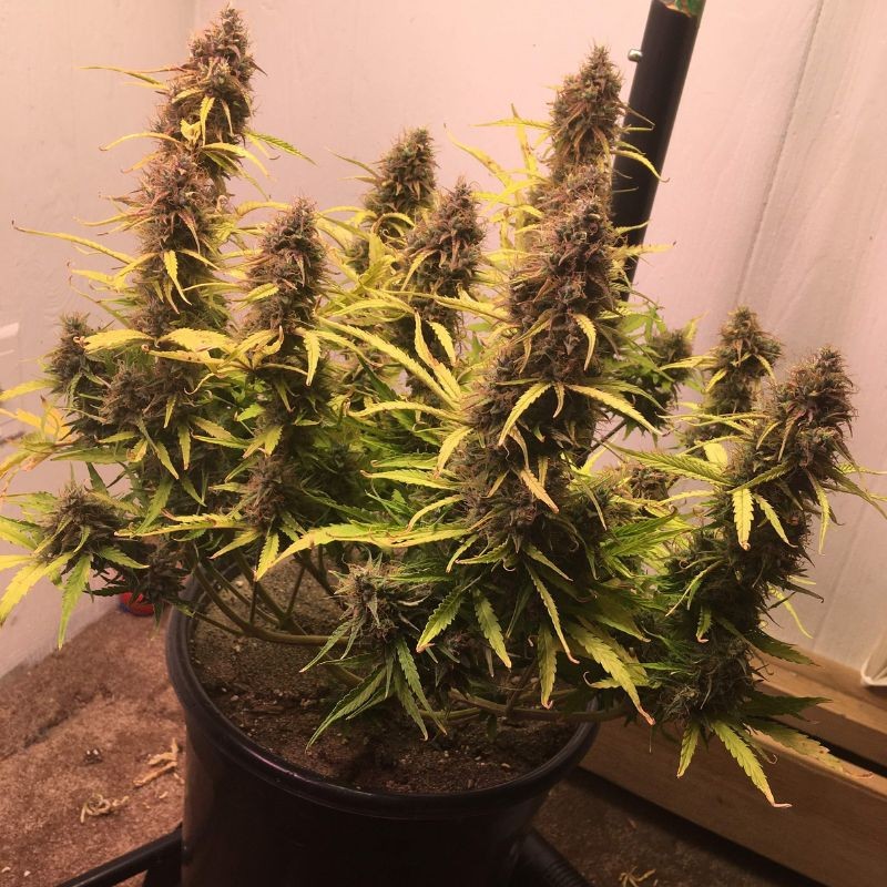 Medyczne nasiona marihuany CBD Auto Compassion Lime - odmiana konopi