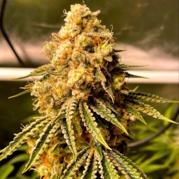Nasiona marihuany Californian Orange - odmiana konopi
