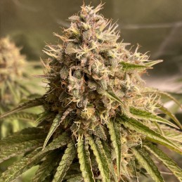 Nasiona marihuany Black Lebanon - odmiana konopi