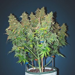 Nasiona marihuany automatyczne Auto Sweet Bourbon Kush - odmiana konopi