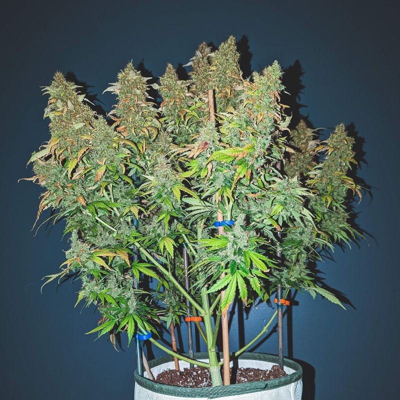 Nasiona marihuany automatyczne Auto Sweet Bourbon Kush - odmiana konopi