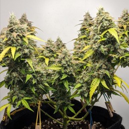 Nasiona marihuany automatyczne Auto Skywalker Haze - odmiana konopi