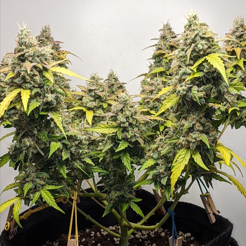 Nasiona marihuany automatyczne Auto Skywalker Haze - odmiana konopi