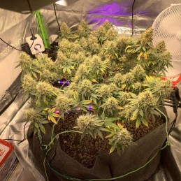 Nasiona marihuany automatyczne Auto Lemon Kix - odmiana konopi