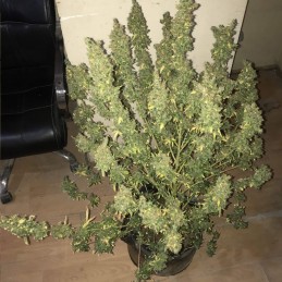 Nasiona marihuany automatyczne Auto Elephant - odmiana konopi