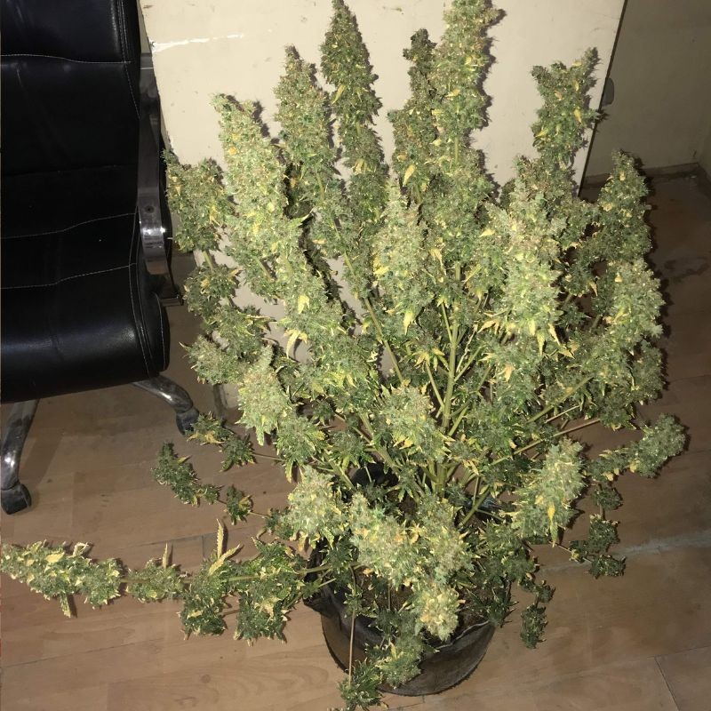 Nasiona marihuany automatyczne Auto Elephant - odmiana konopi