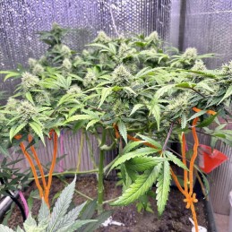 Nasiona marihuany automatyczne Auto CBG-Force - odmiana konopi