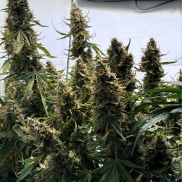Nasiona marihuany automatyczne Auto CBD-Victory - odmiana konopi