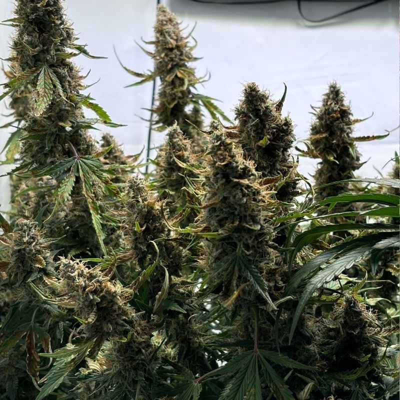 Nasiona marihuany automatyczne Auto CBD-Victory - odmiana konopi