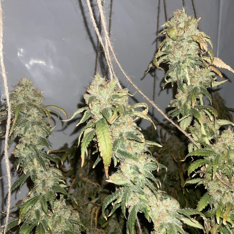 Nasiona marihuany Amsterdam Amnesia - odmiana konopi