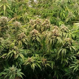 Nasiona marihuany Think Fast version - opis odmiany konopi