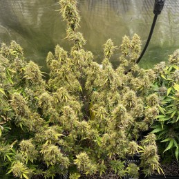 Nasiona marihuany automatyczne Think Different Auto - opis odmiany konopi