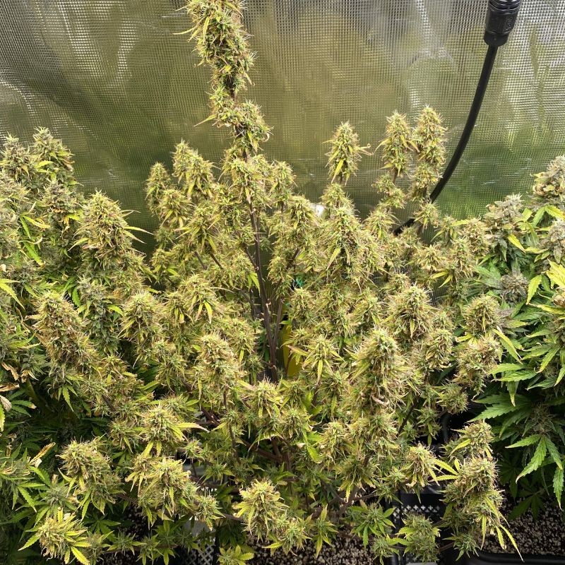 Nasiona marihuany automatyczne Think Different Auto - opis odmiany konopi