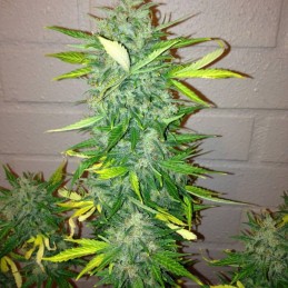 Nasiona marihuany automatyczne Think Big Auto - opis odmiany konopi