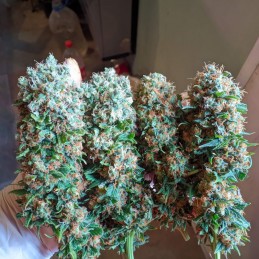 Nasiona marihuany The Ultimate - opis odmiany konopi