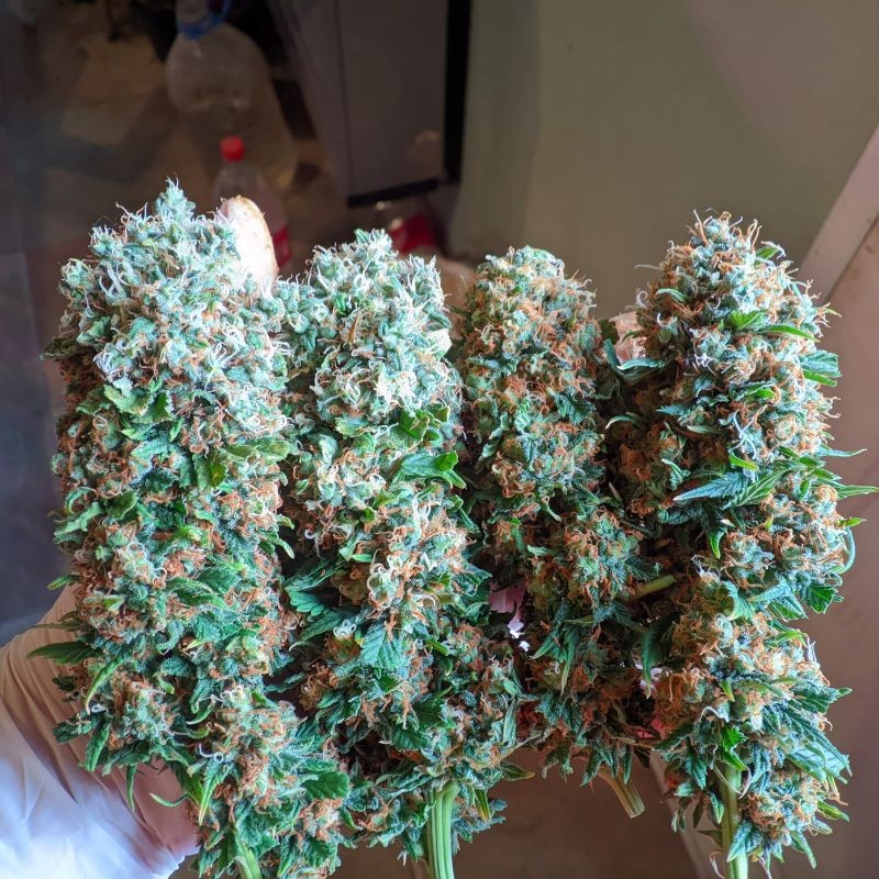 Nasiona marihuany The Ultimate - opis odmiany konopi