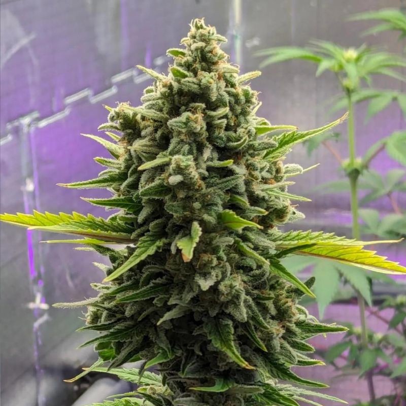 Nasiona marihuany Strawberry Cough - opis odmiany konopi