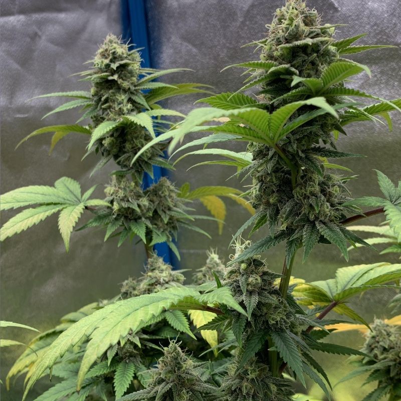 Nasiona marihuany automatyczne Auto StarRyder - odmiana konopi