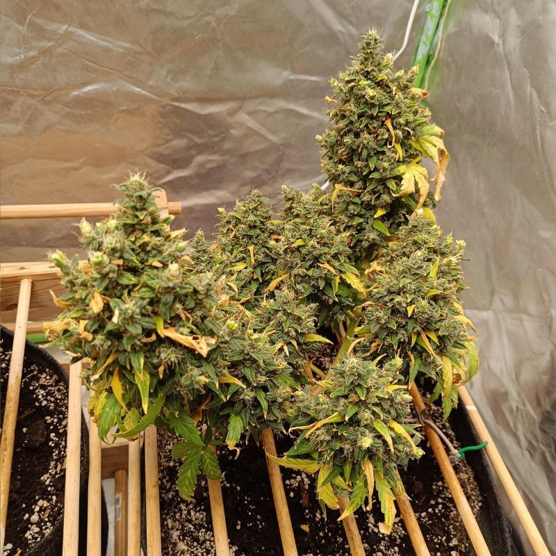 Nasiona marihuany Snow Bud - opis odmiany konopi