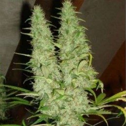 Nasiona marihuany Skunk 11 - opis odmiany konopi