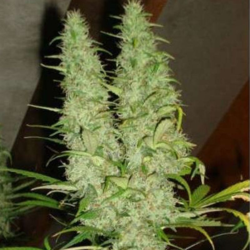 Nasiona marihuany Skunk 11 - opis odmiany konopi