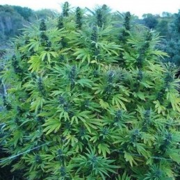 Nasiona marihuany Shaman - opis odmiany konopi