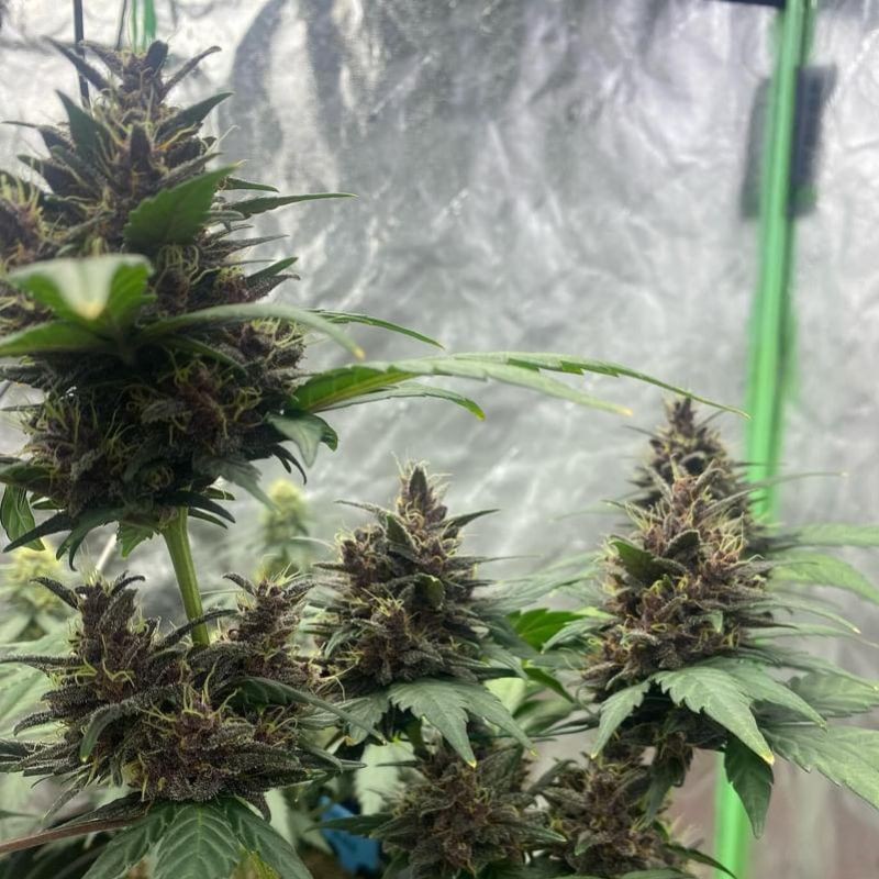 Nasiona marihuany Purple 1 - opis odmiany konopi