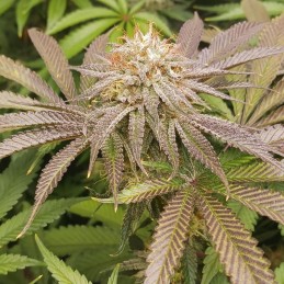 Nasiona marihuany Peanut Butter Passion Fruit - opis odmiany konopi