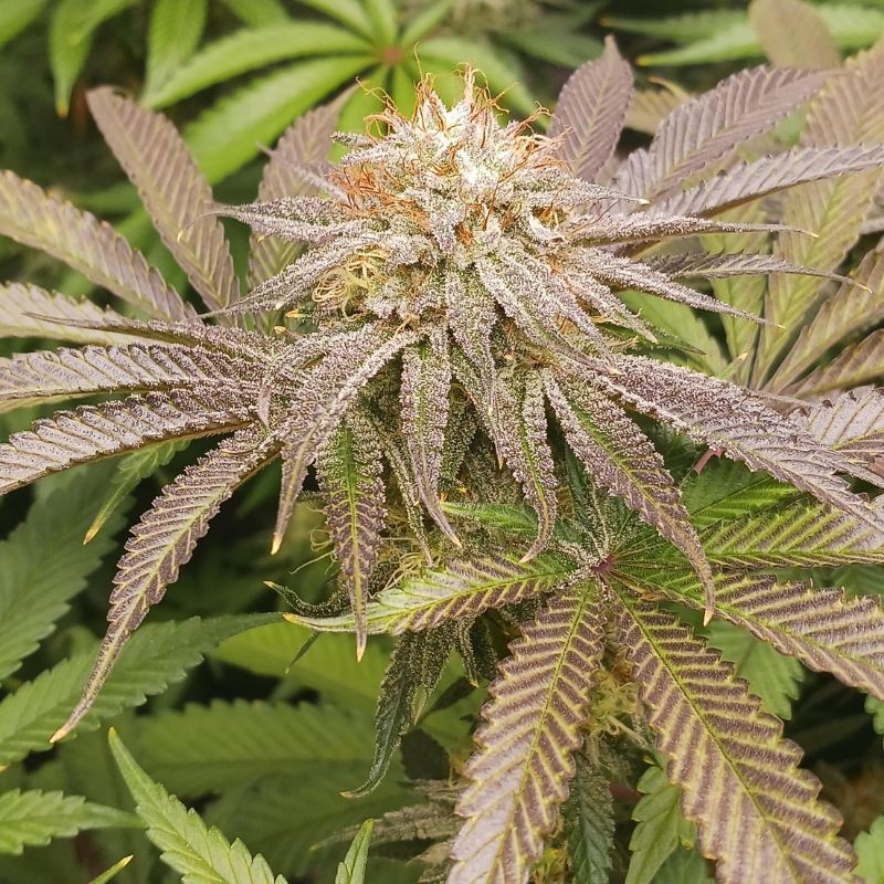 Nasiona marihuany Peanut Butter Passion Fruit - opis odmiany konopi