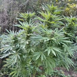 Nasiona marihuany Passion 1 - opis odmiany konopi