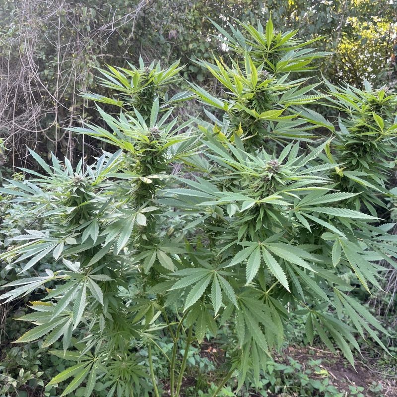 Nasiona marihuany Passion 1 - opis odmiany konopi