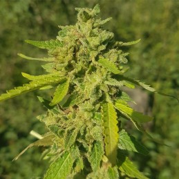 Nasiona marihuany Pamir Gold - opis odmiany konopi