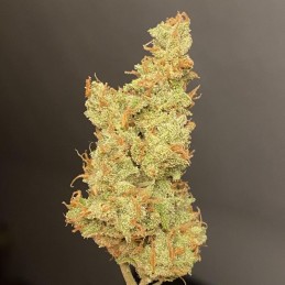 Nasiona marihuany Outlaw Amnesia - opis odmiany konopi