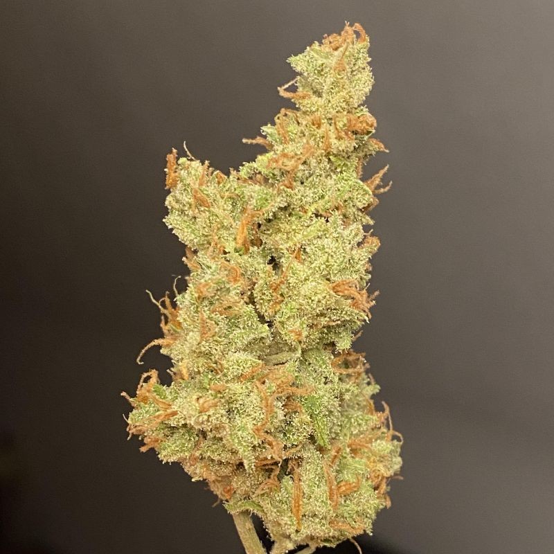 Nasiona marihuany Outlaw Amnesia - opis odmiany konopi