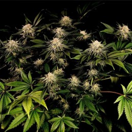 Nasiona marihuany Orange Hill Special - opis odmiany konopi