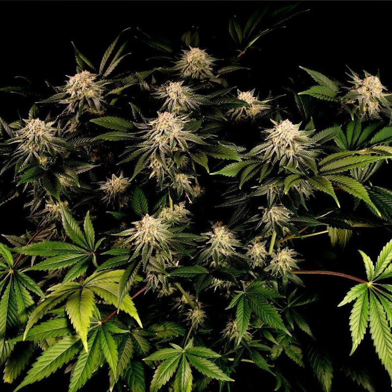 Nasiona marihuany Orange Hill Special - opis odmiany konopi