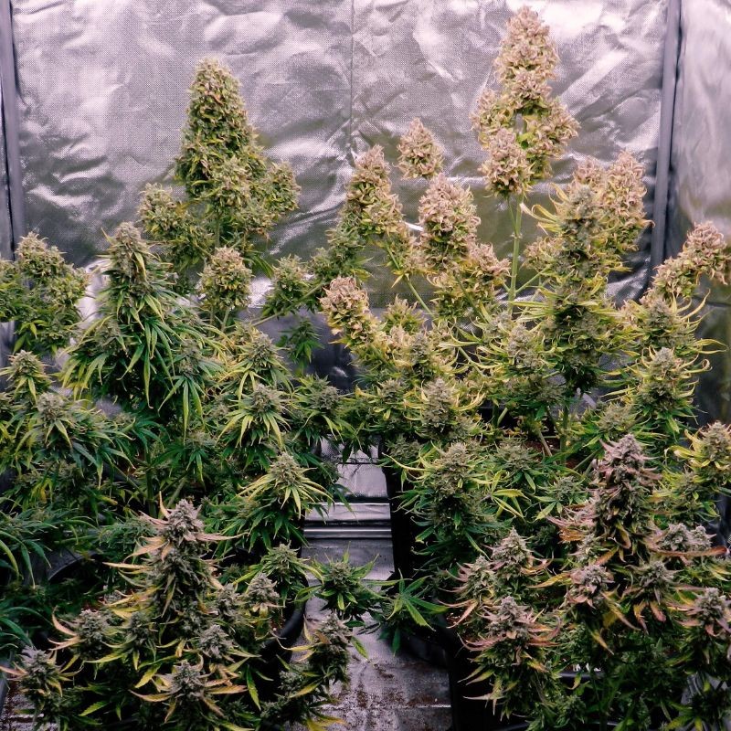 Nasiona marihuany Mazar - opis odmiany konopi