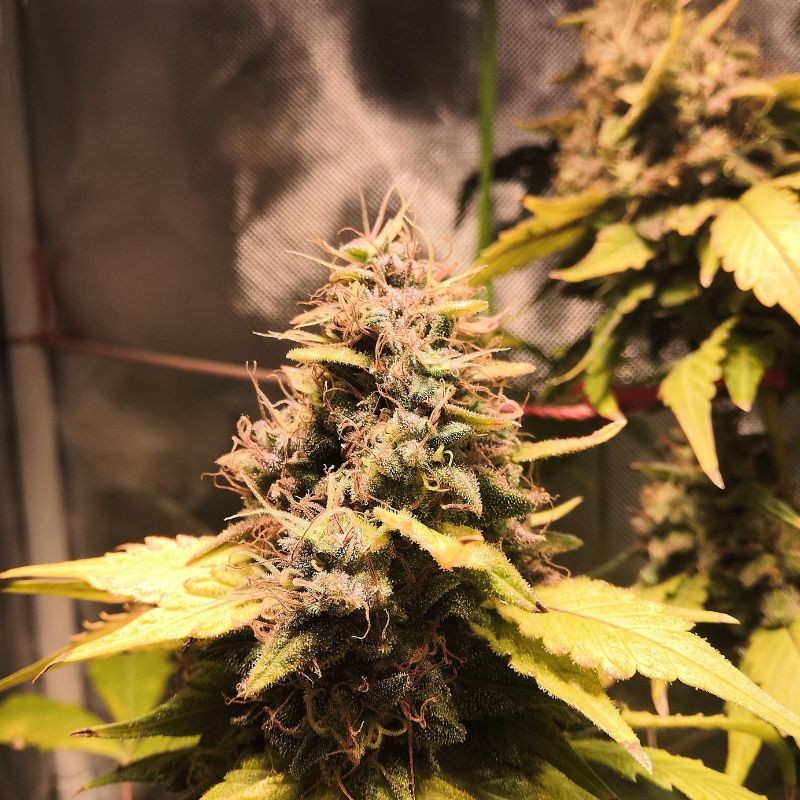 Nasiona marihuany Master Kush - opis odmiany konopi
