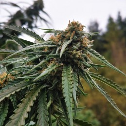 Nasiona marihuany Jorge’s Diamonds 1 - opis odmiany konopi