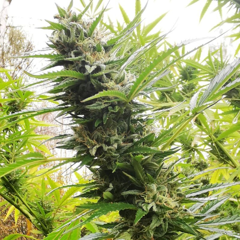 Nasiona marihuany Hollands Hope - opis odmiany konopi